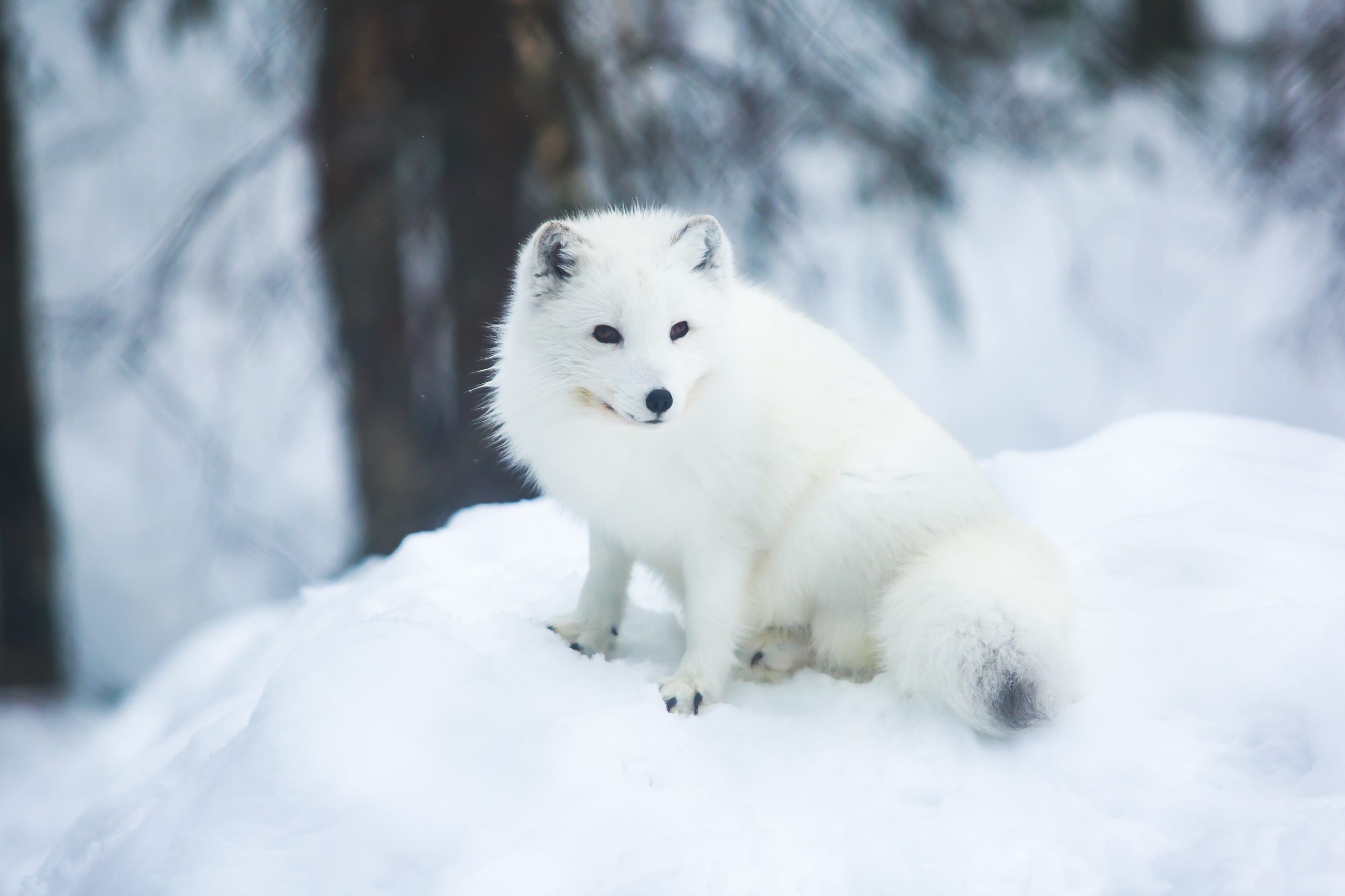 Detail Pics Of Arctic Fox Nomer 17