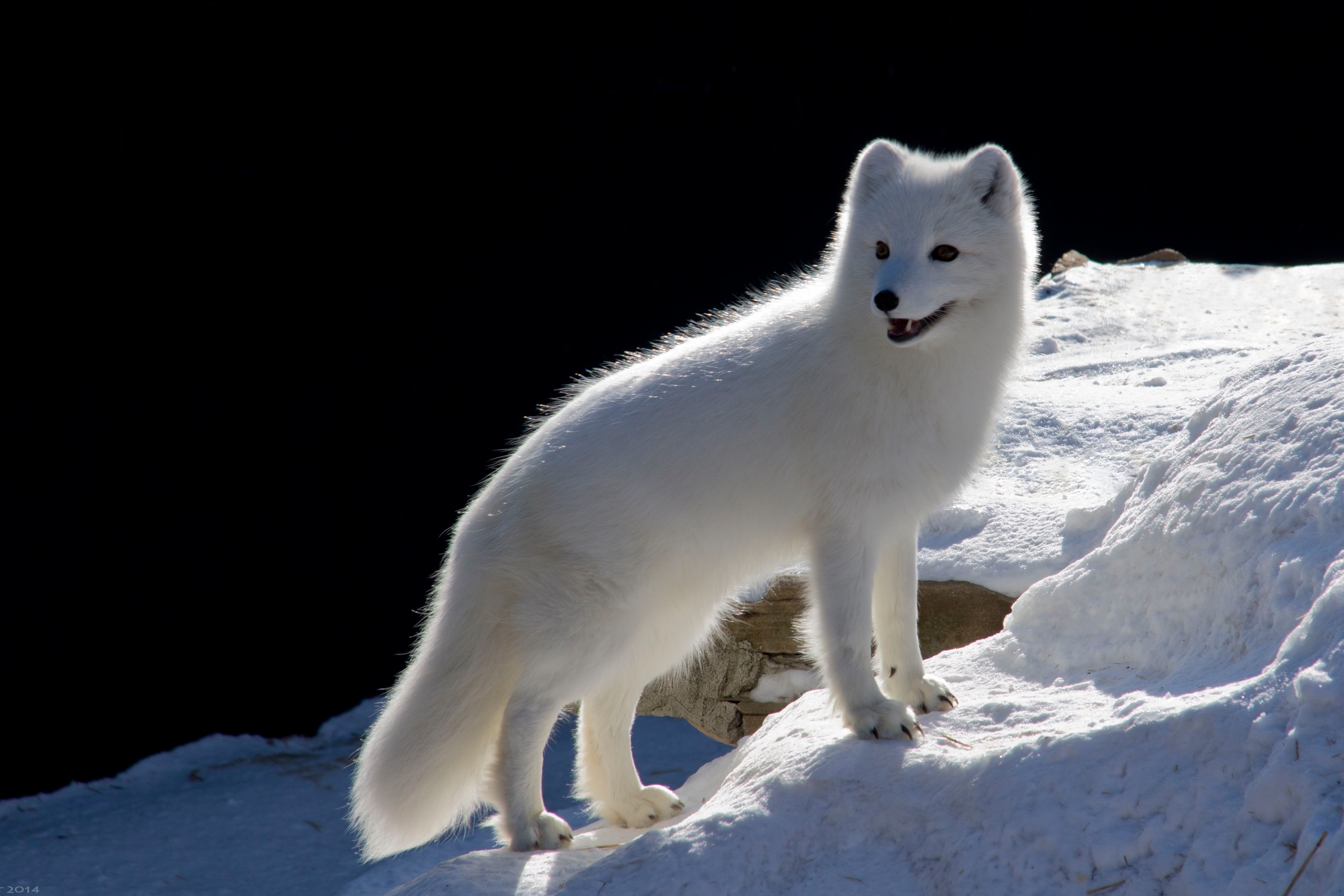 Detail Pics Of Arctic Fox Nomer 3
