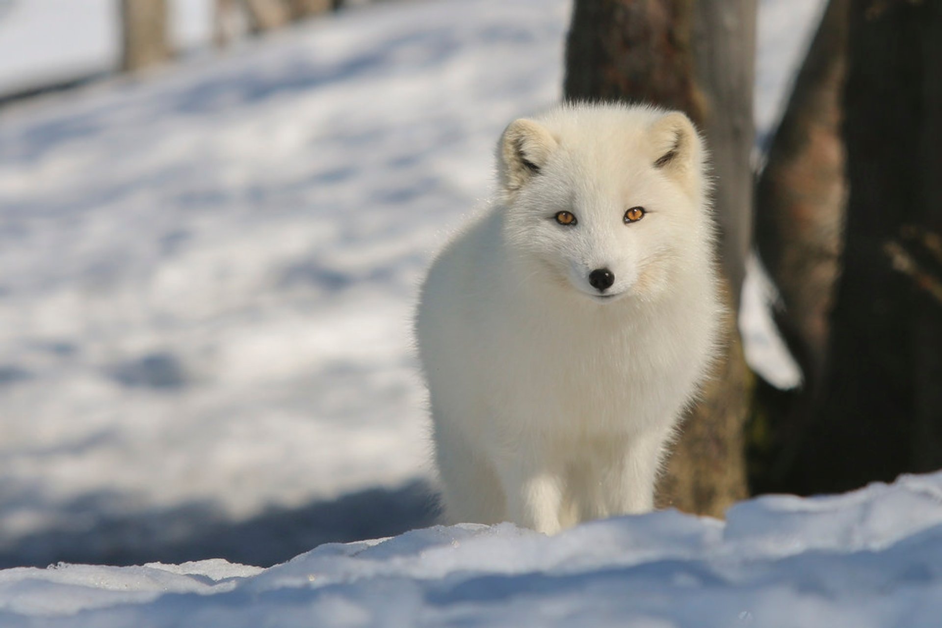 Detail Pics Of Arctic Fox Nomer 37