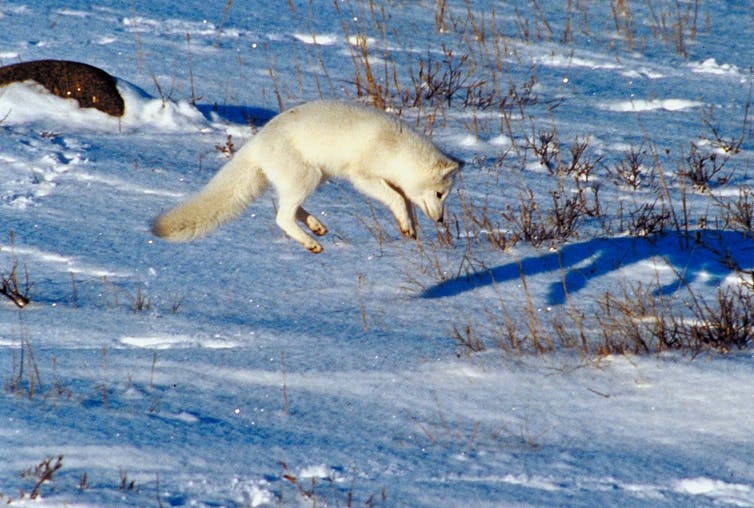 Detail Pics Of Arctic Fox Nomer 38