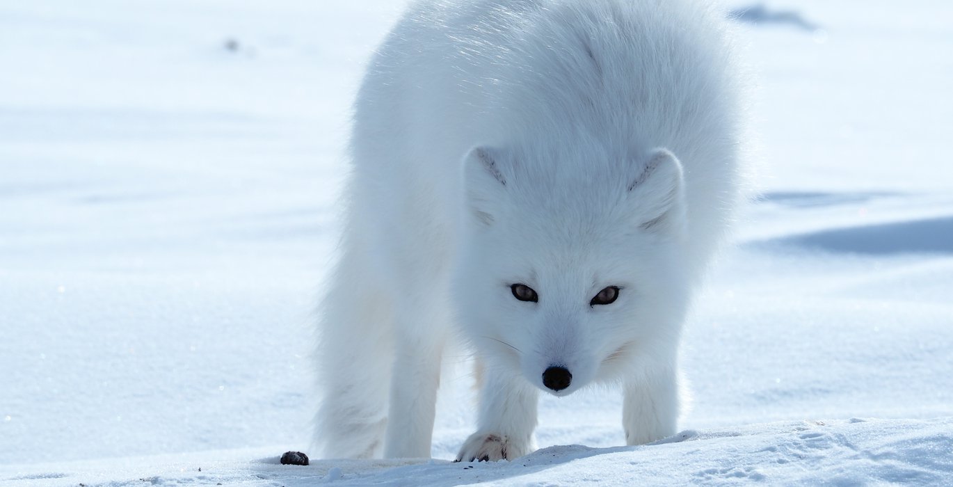 Detail Pics Of Arctic Fox Nomer 40