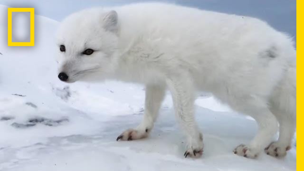 Detail Pics Of Arctic Fox Nomer 43
