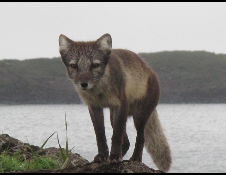 Detail Pics Of Arctic Fox Nomer 47