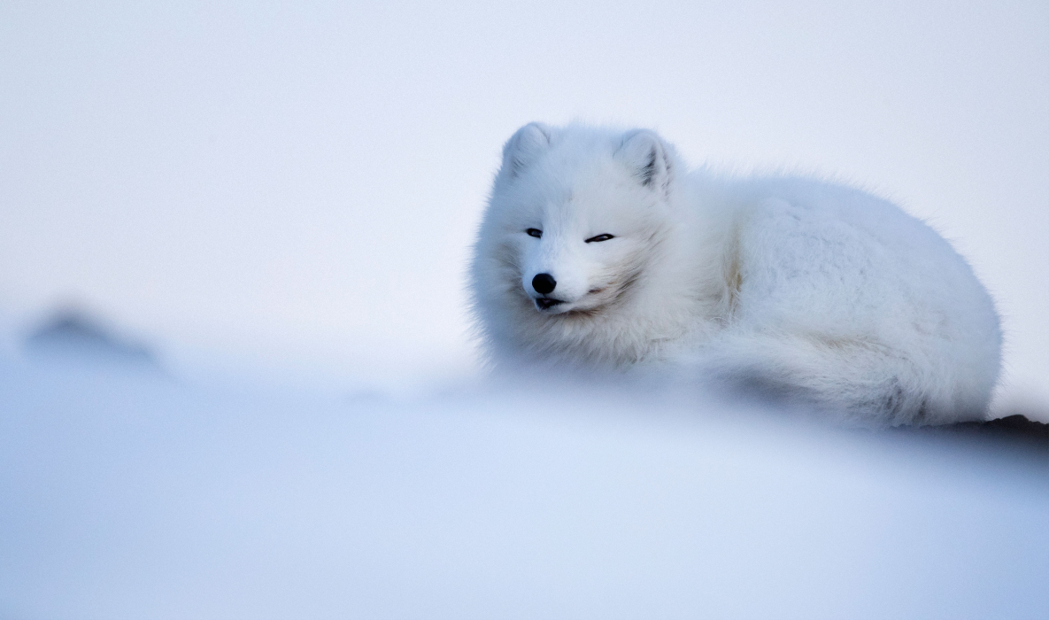 Detail Pics Of Arctic Fox Nomer 50