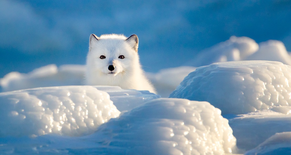 Detail Pics Of Arctic Fox Nomer 8