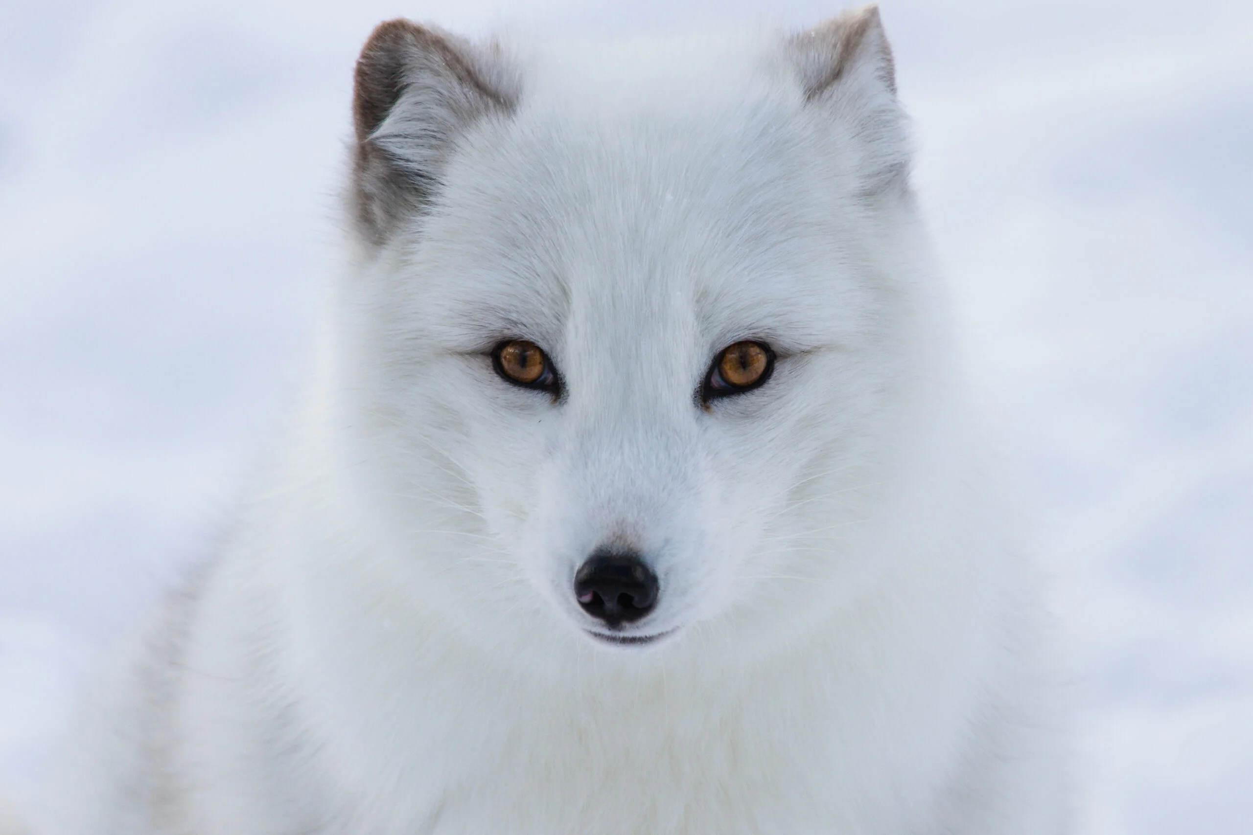 Detail Pics Of Arctic Fox Nomer 9