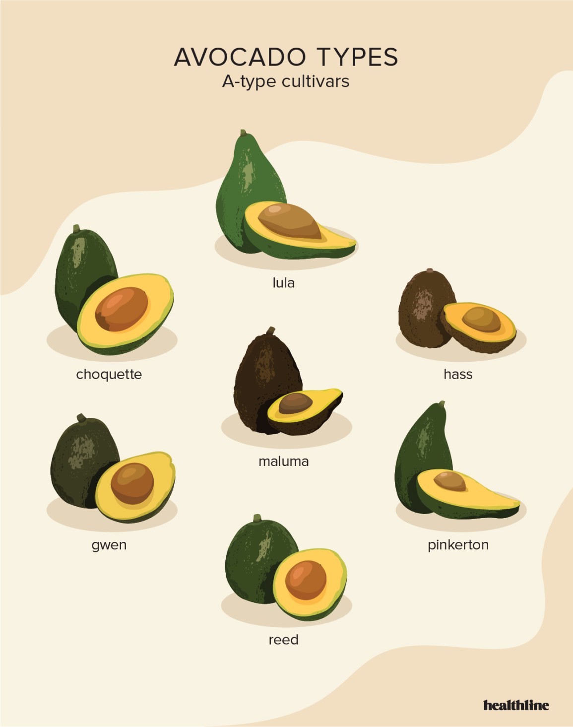 Detail Pics Of Avocados Nomer 42