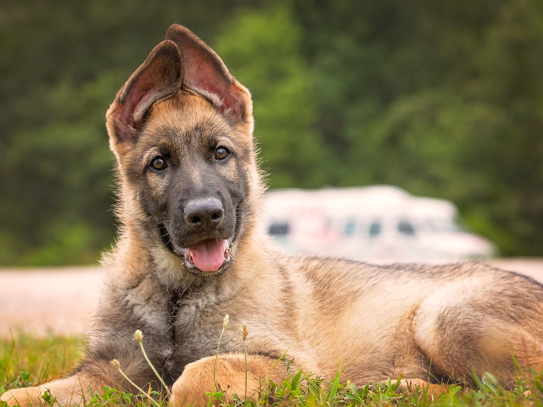 Detail Pics Of Baby German Shepherds Nomer 38