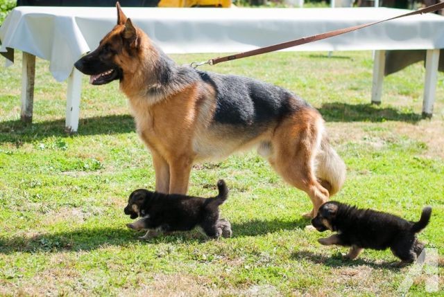 Detail Pics Of Baby German Shepherds Nomer 52