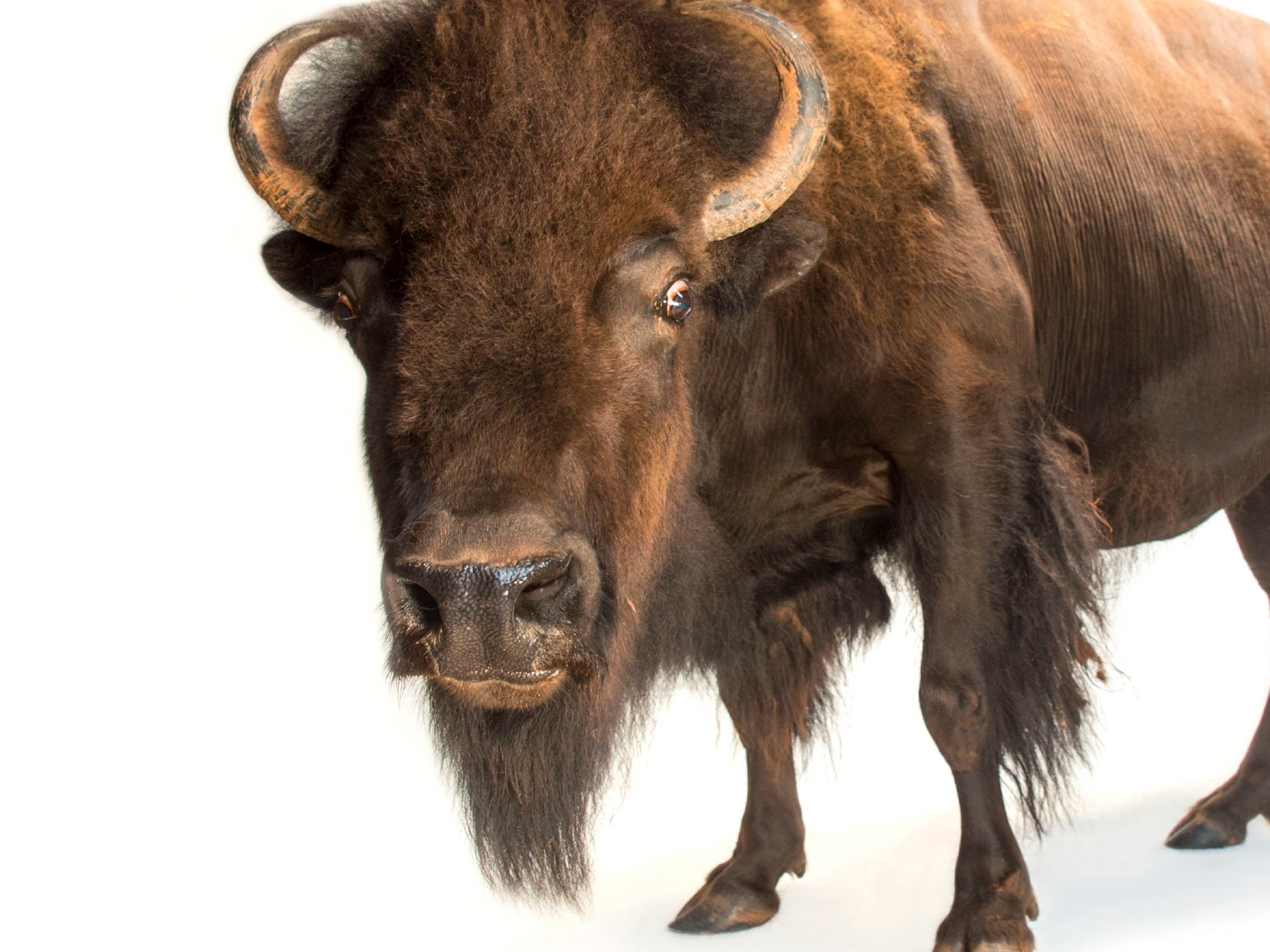 Detail Pics Of Bison Nomer 2