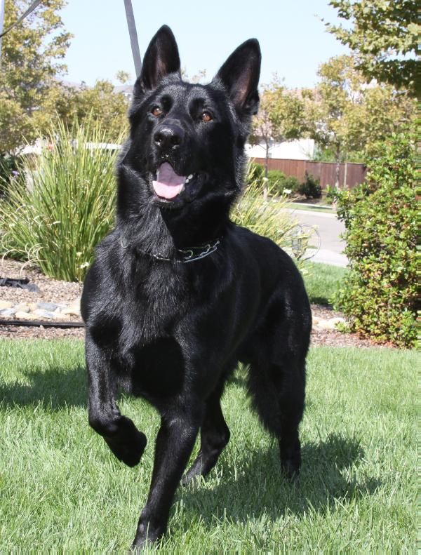 Detail Pics Of Black German Shepherds Nomer 38