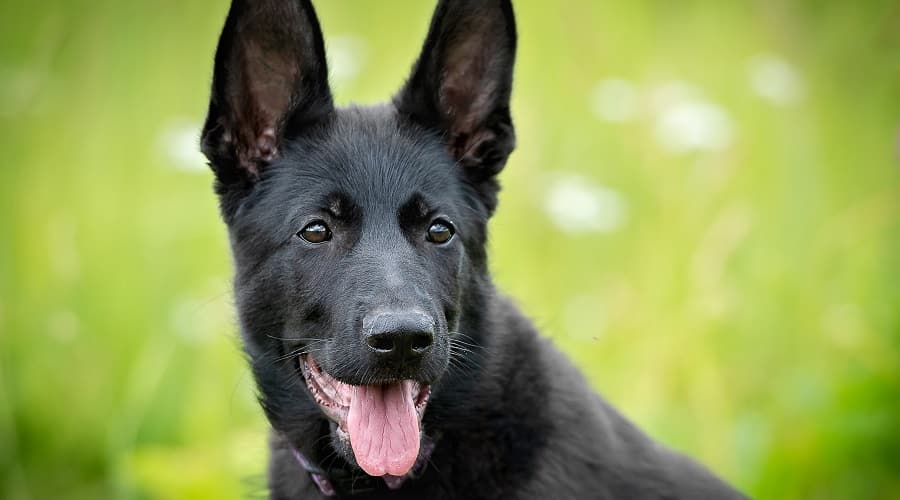 Detail Pics Of Black German Shepherds Nomer 41