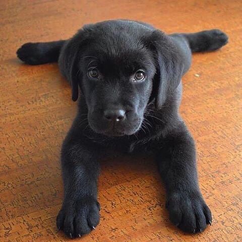 Detail Pics Of Black Lab Puppies Nomer 4