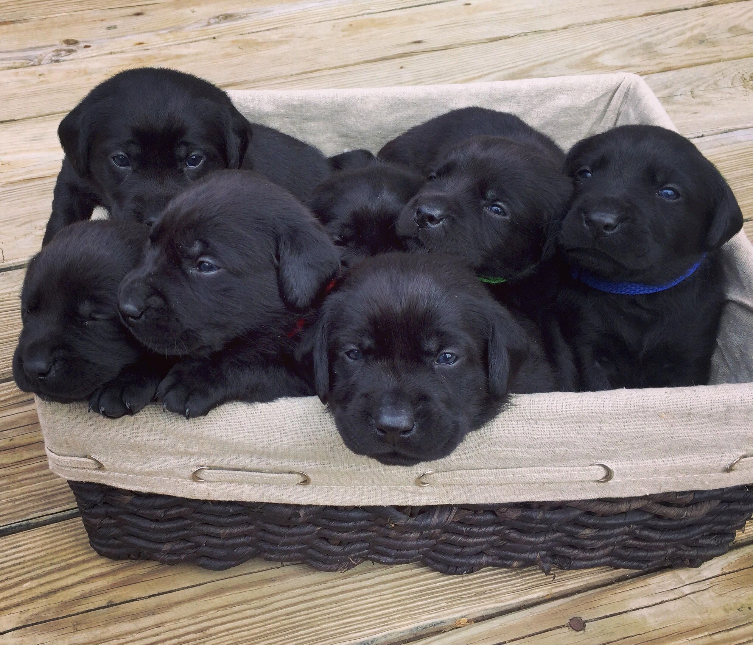 Detail Pics Of Black Lab Puppies Nomer 35