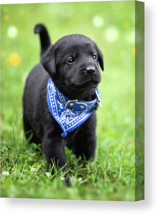 Detail Pics Of Black Lab Puppies Nomer 5