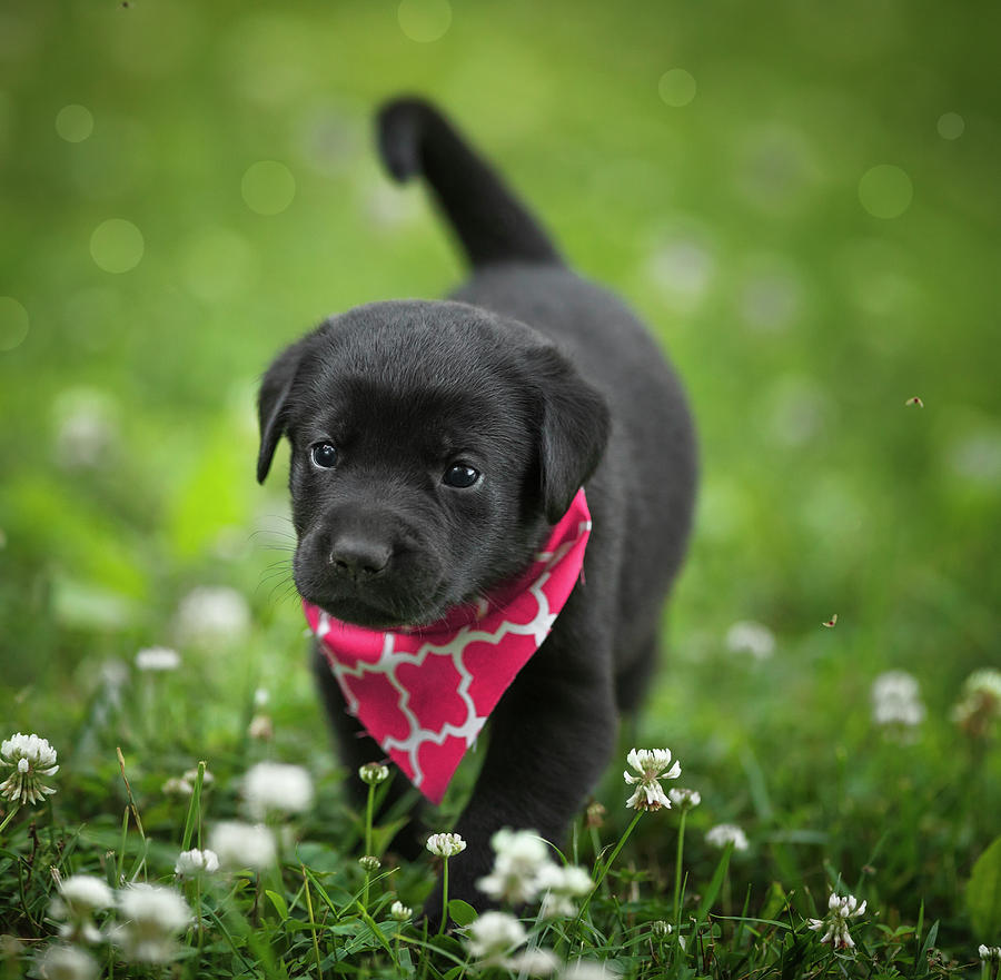 Detail Pics Of Black Lab Puppies Nomer 53