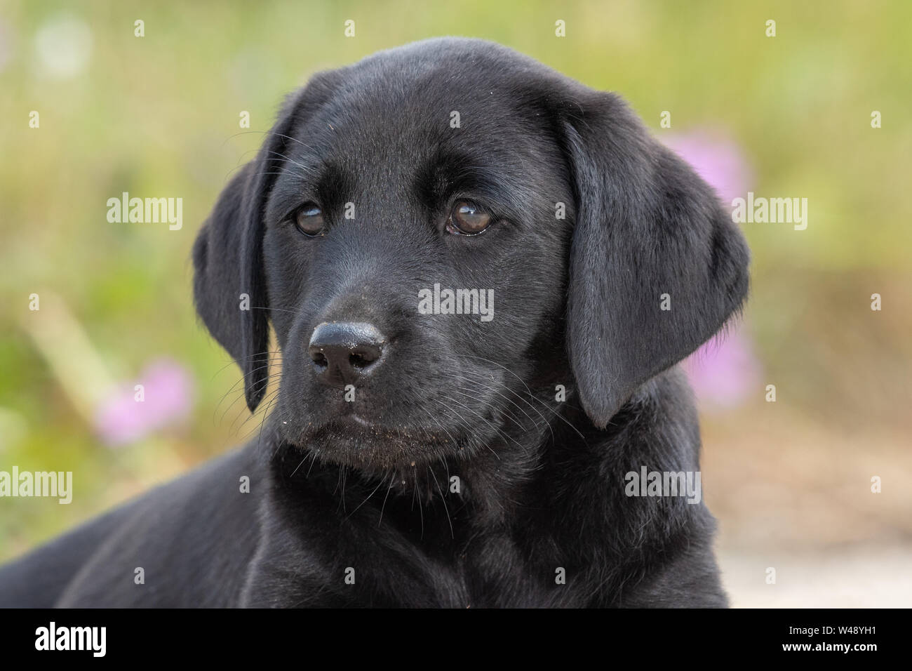 Detail Pics Of Black Lab Puppies Nomer 55