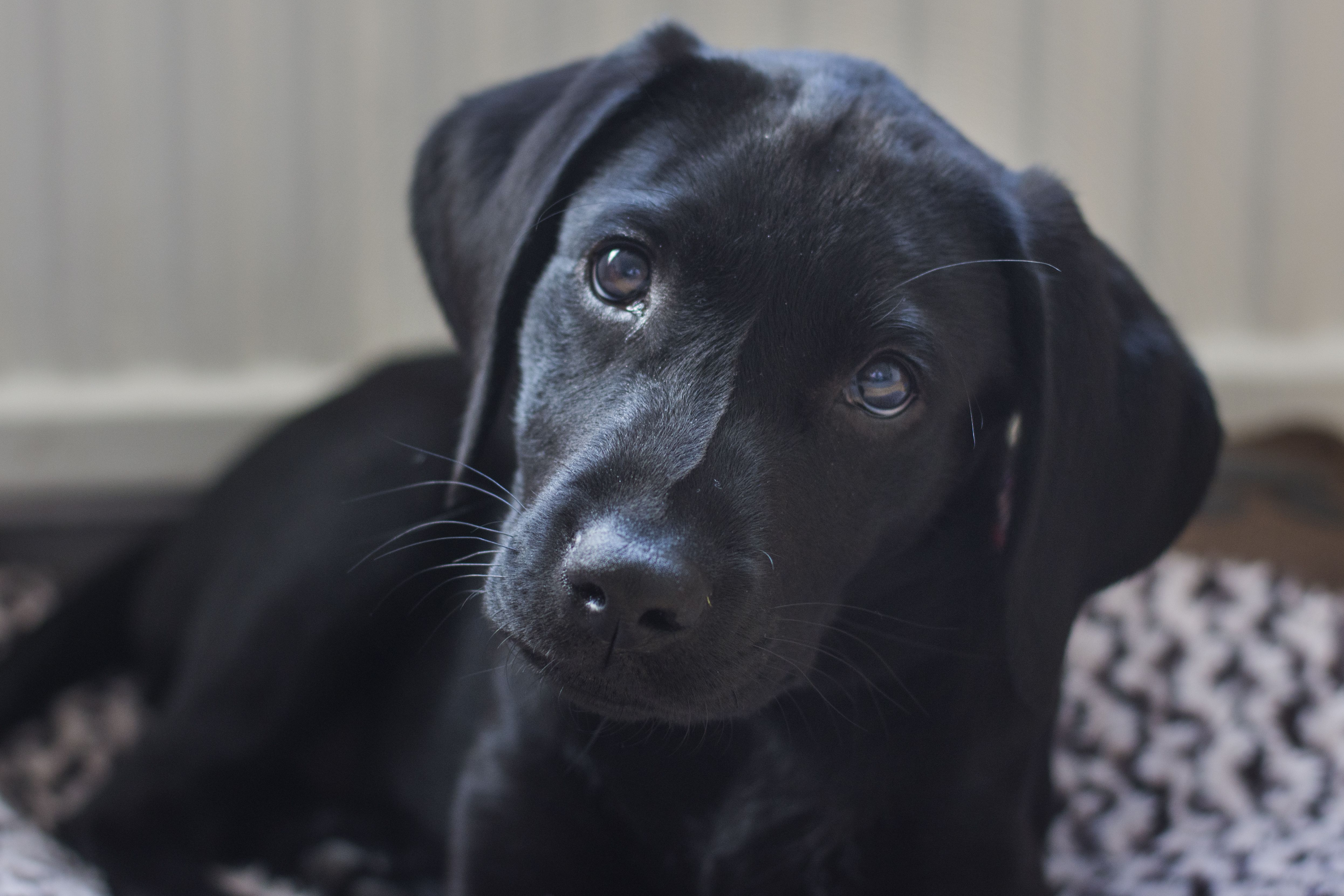 Pics Of Black Labrador Puppies - KibrisPDR