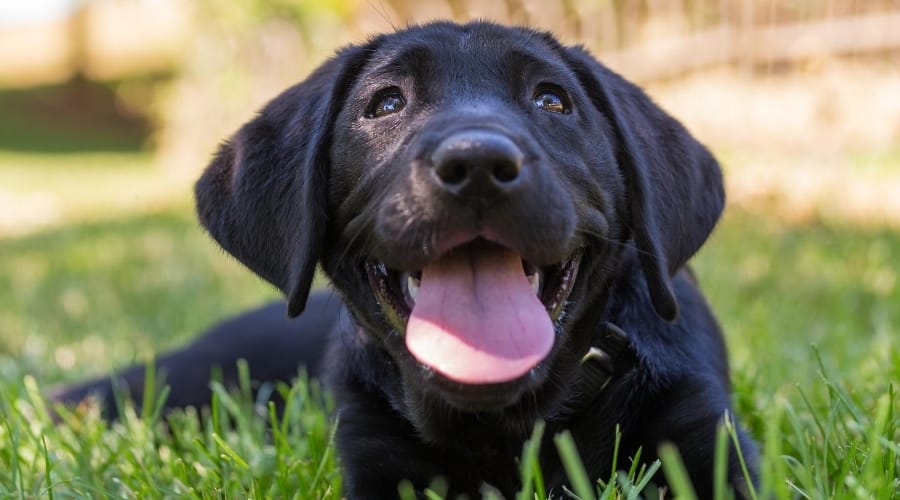 Detail Pics Of Black Labrador Puppies Nomer 14