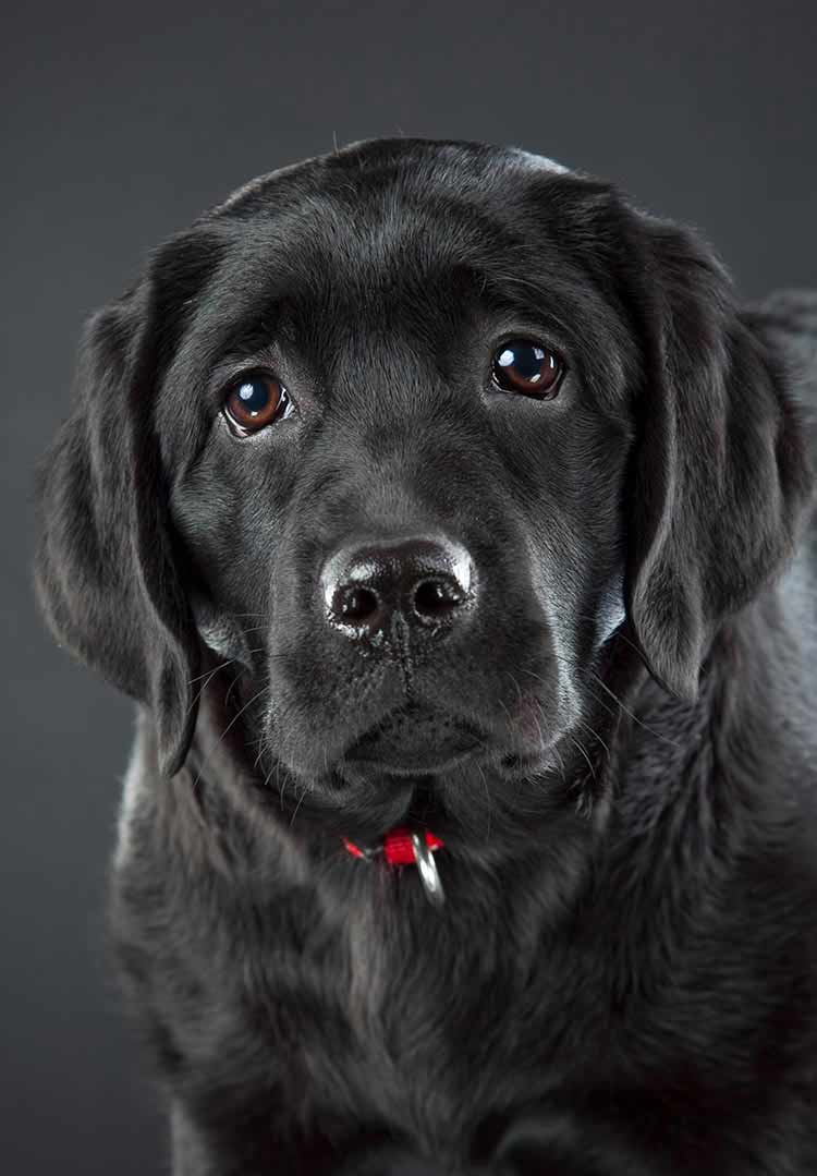 Detail Pics Of Black Labrador Puppies Nomer 22