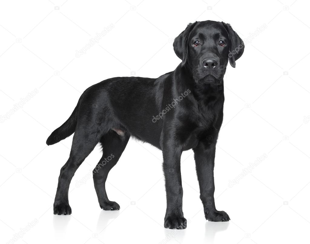 Detail Pics Of Black Labrador Puppies Nomer 26
