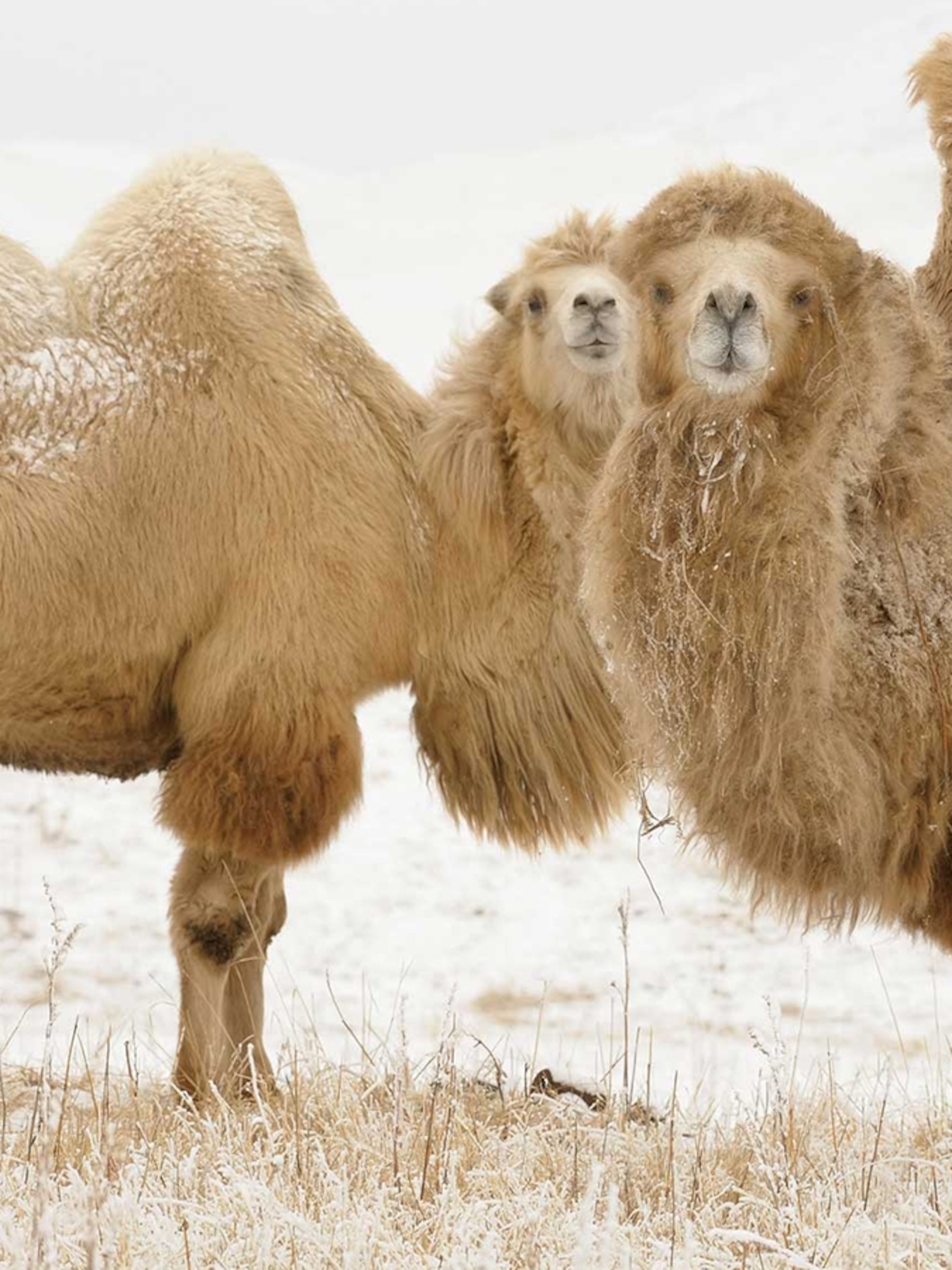 Detail Pics Of Camels Nomer 14