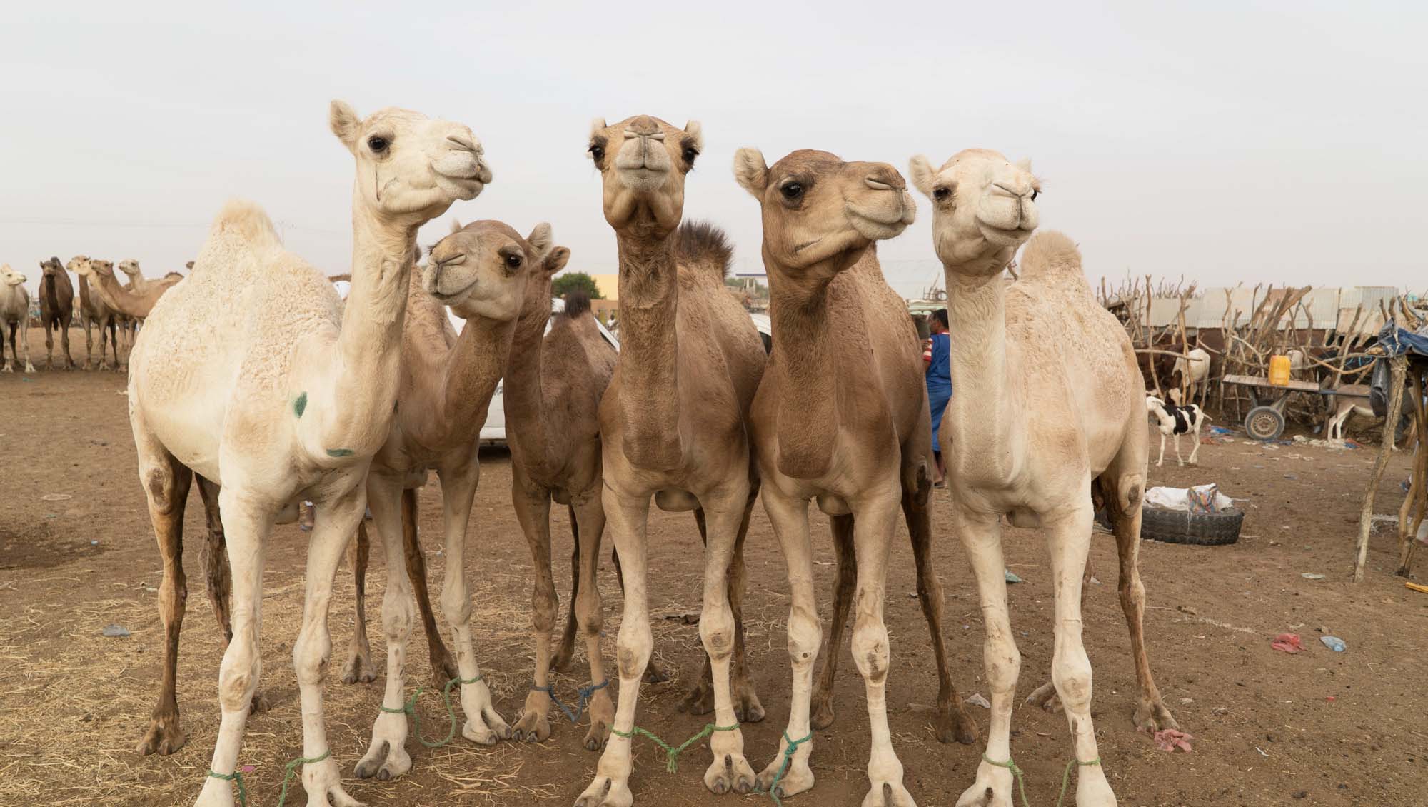 Detail Pics Of Camels Nomer 3