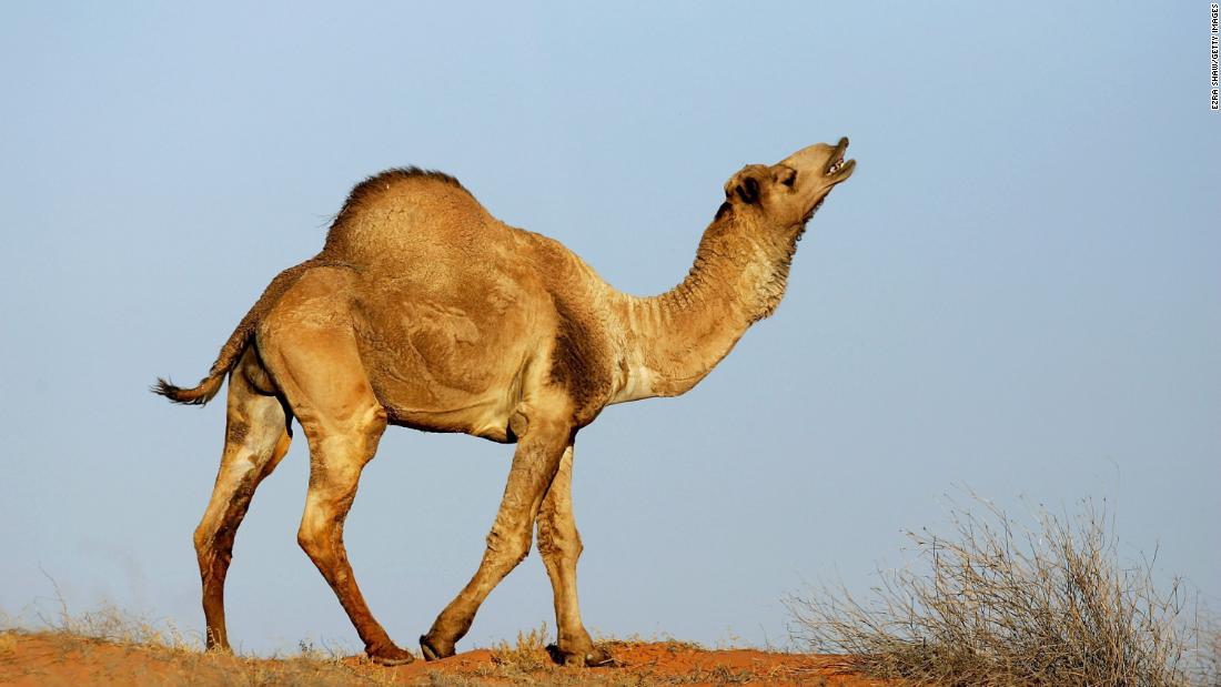 Detail Pics Of Camels Nomer 20