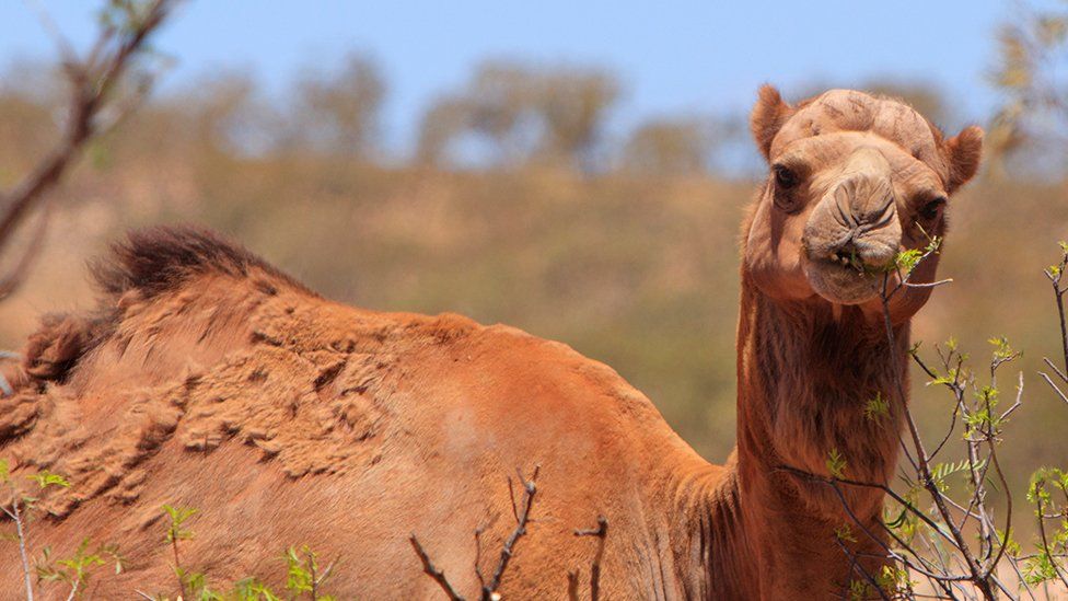 Detail Pics Of Camels Nomer 25