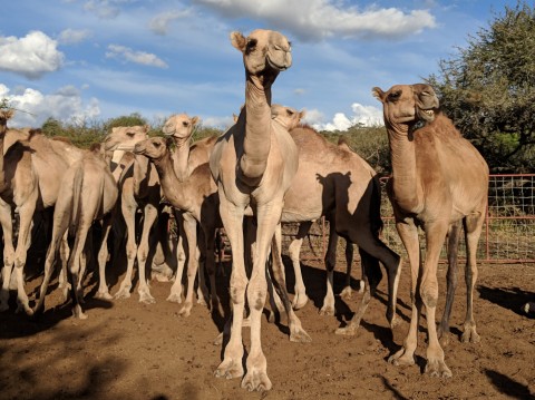 Detail Pics Of Camels Nomer 40
