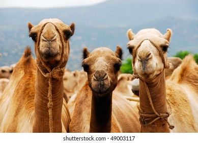 Detail Pics Of Camels Nomer 42