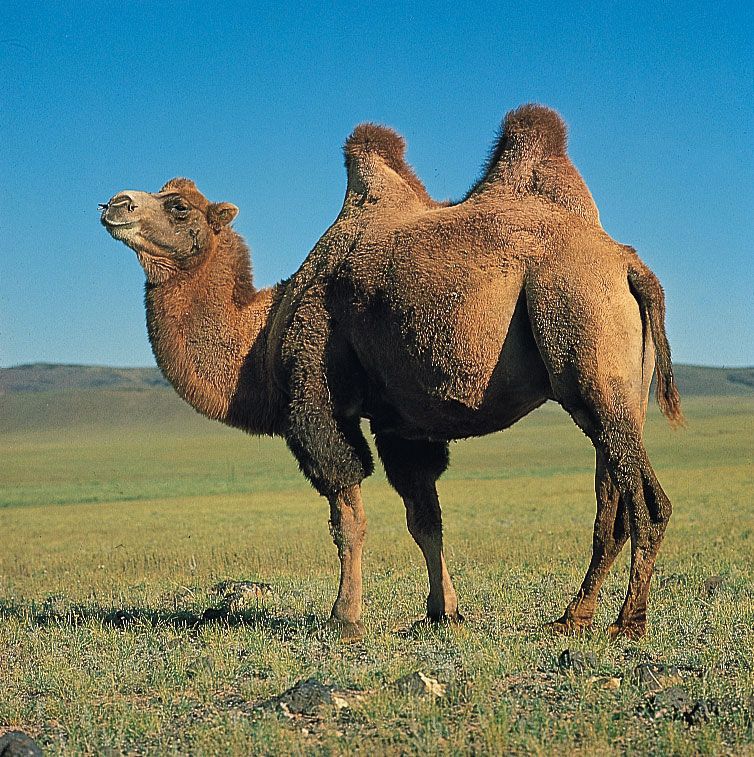 Detail Pics Of Camels Nomer 6