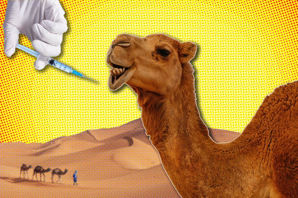 Detail Pics Of Camels Nomer 50