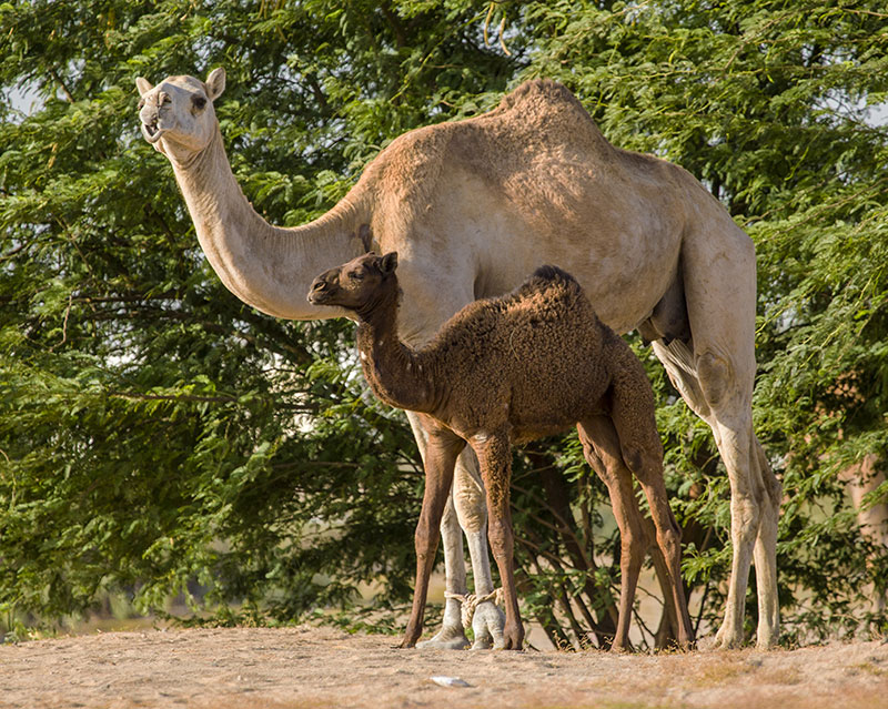 Detail Pics Of Camels Nomer 52