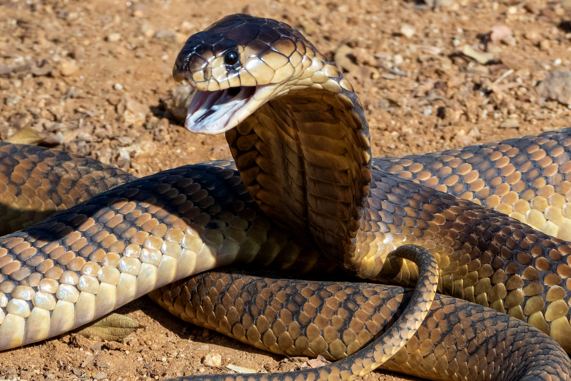 Detail Pics Of Cobra Snake Nomer 15