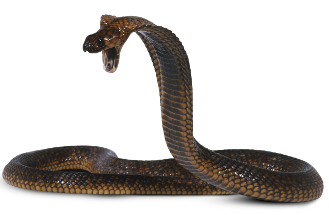 Detail Pics Of Cobra Snake Nomer 17