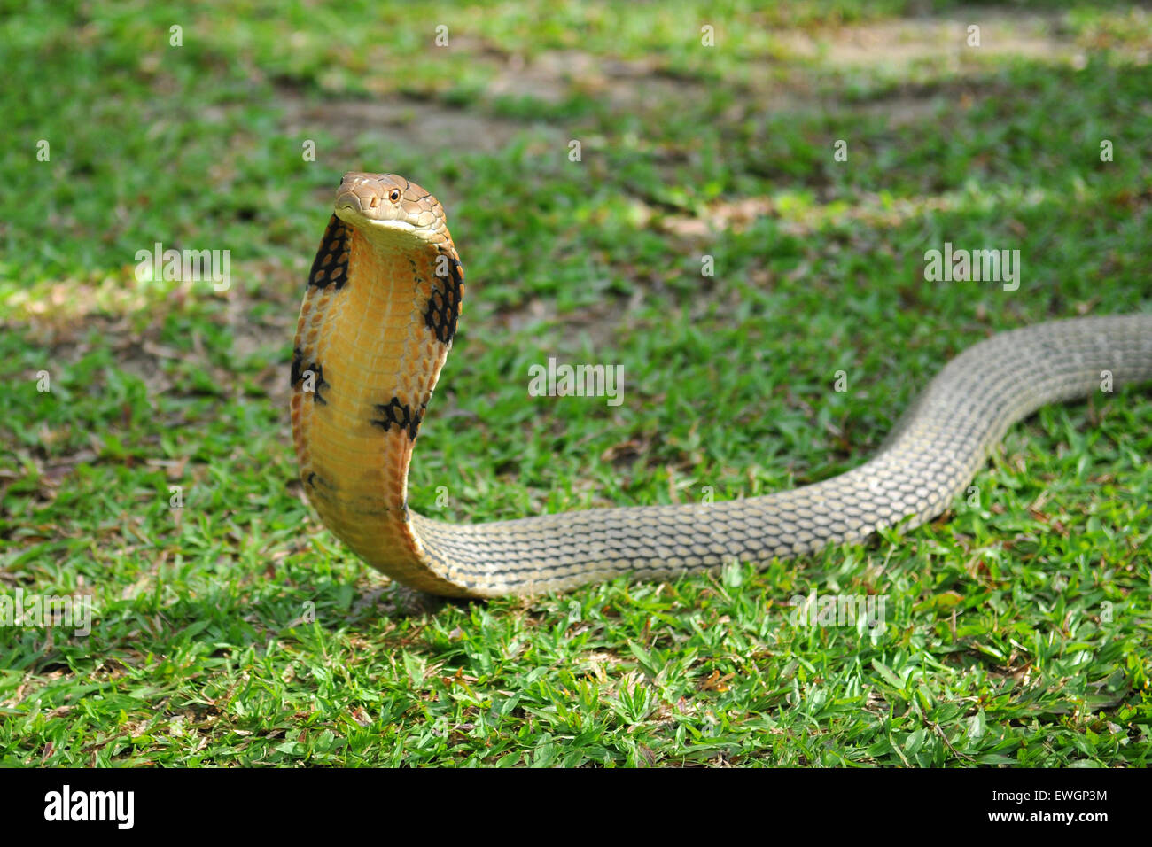 Detail Pics Of Cobra Snake Nomer 32