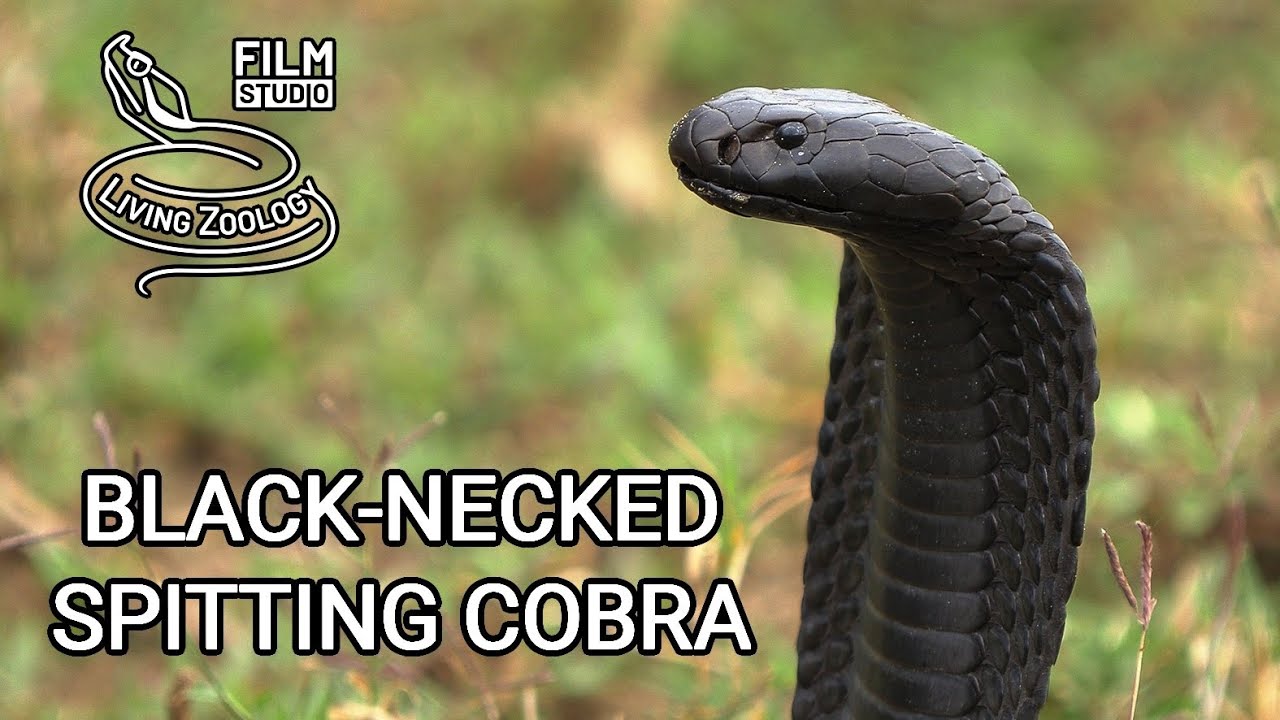Detail Pics Of Cobra Snake Nomer 37