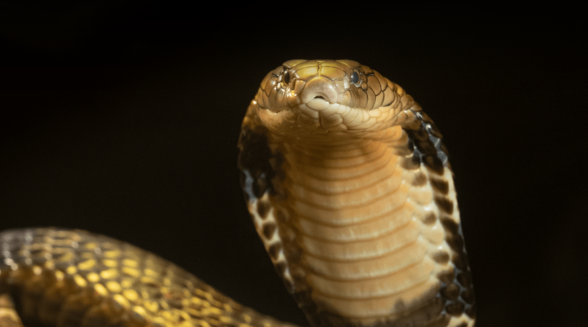 Detail Pics Of Cobras Snakes Nomer 17