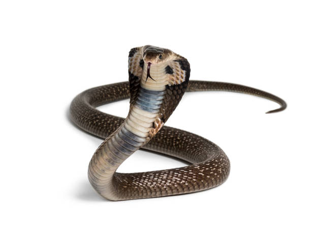 Detail Pics Of Cobras Snakes Nomer 40