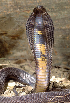 Detail Pics Of Cobras Snakes Nomer 51