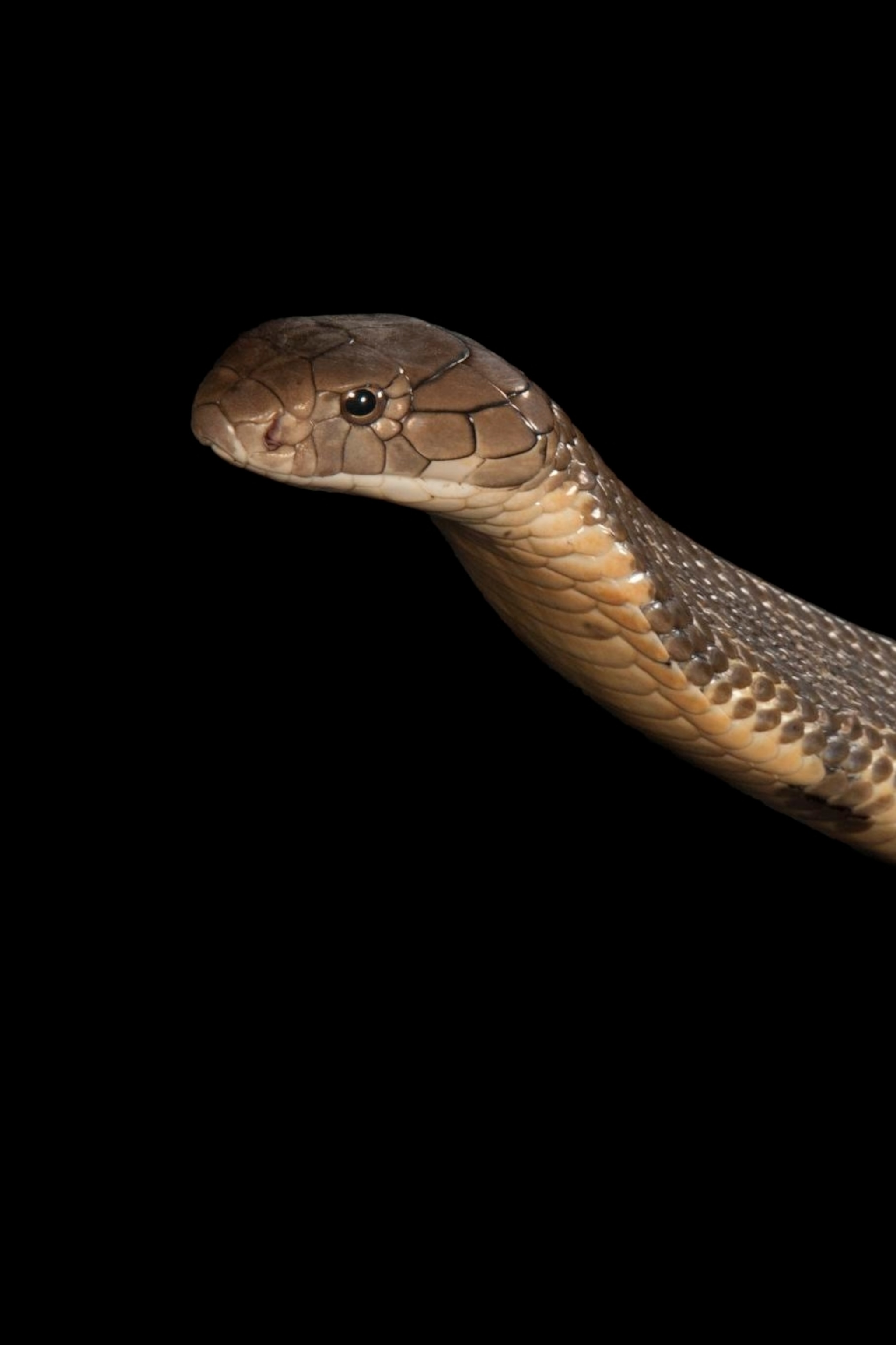 Detail Pics Of Cobras Snakes Nomer 8
