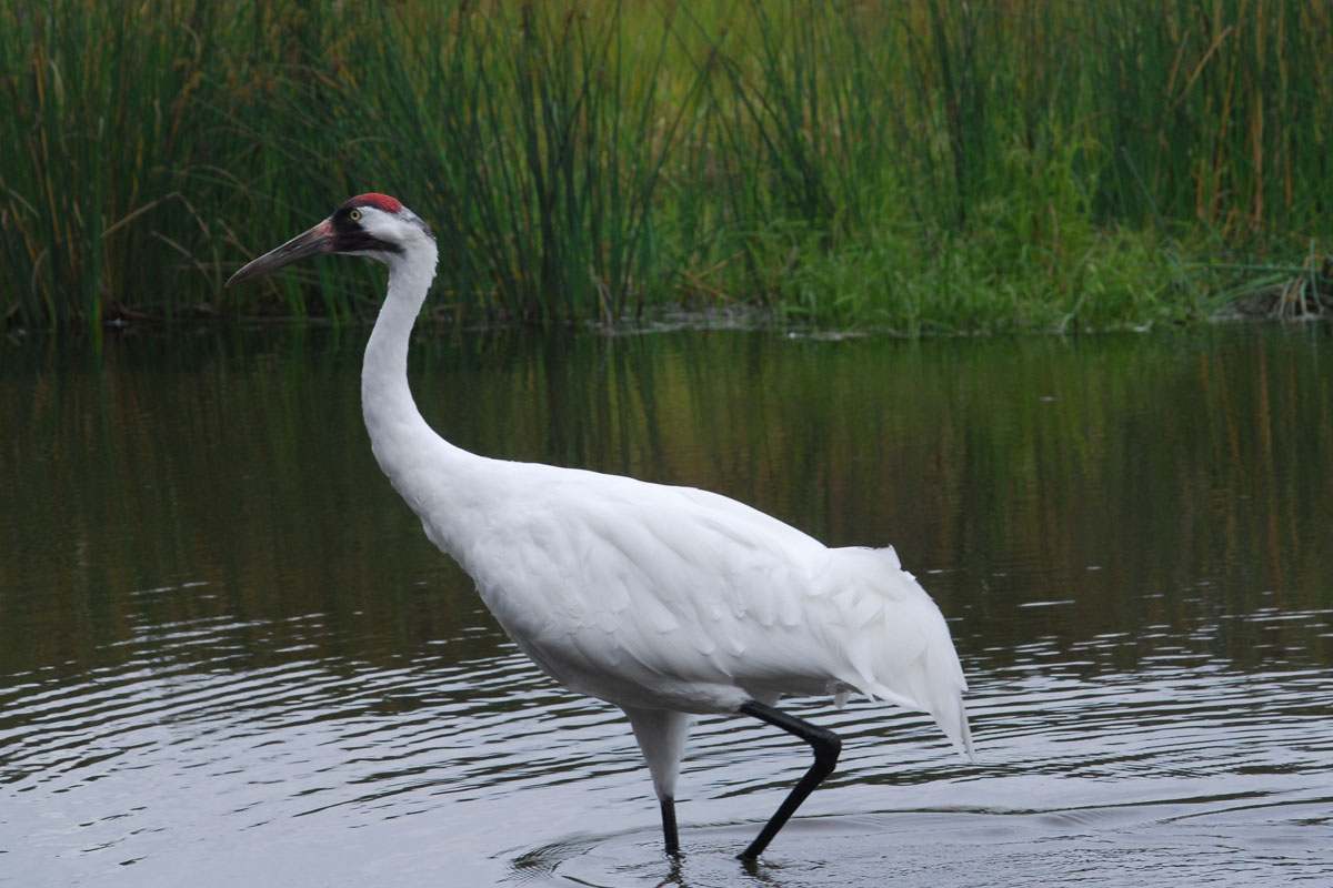 Detail Pics Of Crane Bird Nomer 16