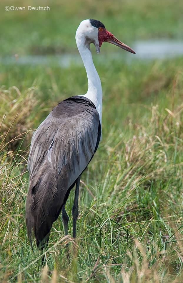 Detail Pics Of Crane Bird Nomer 26