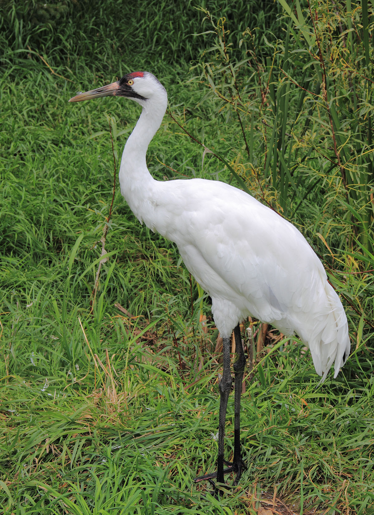 Detail Pics Of Crane Bird Nomer 6