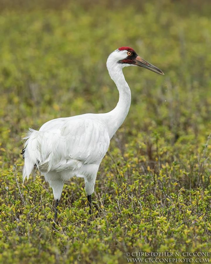 Detail Pics Of Crane Bird Nomer 7