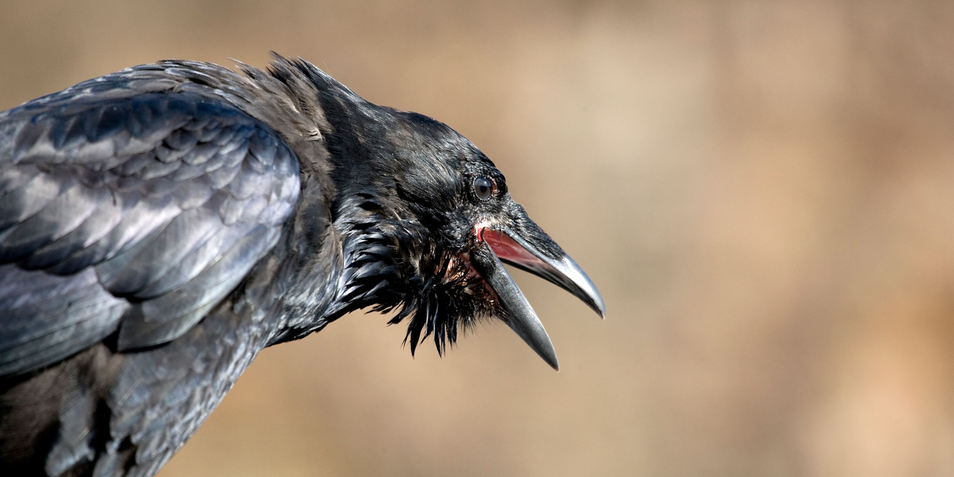 Detail Pics Of Crows Nomer 22