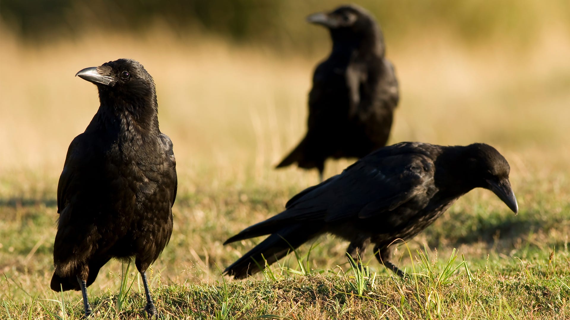 Detail Pics Of Crows Nomer 23