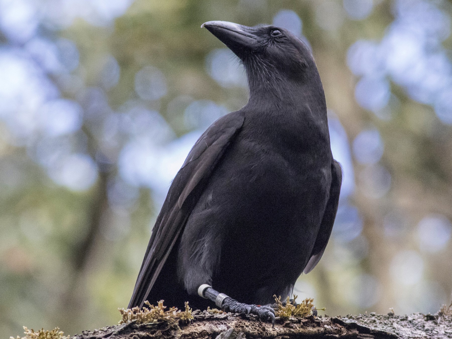 Detail Pics Of Crows Nomer 36