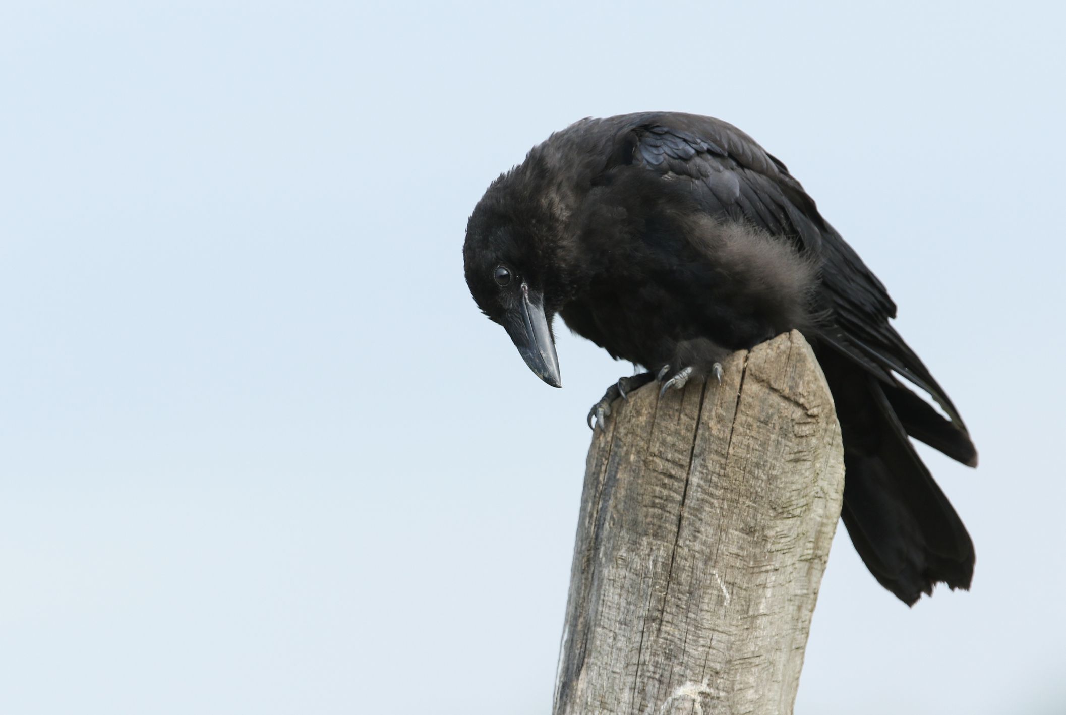 Detail Pics Of Crows Nomer 50